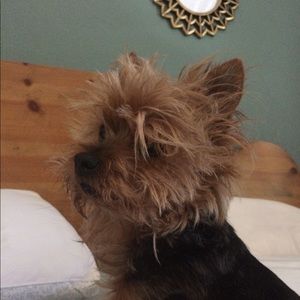 Meet your Posher, Grace